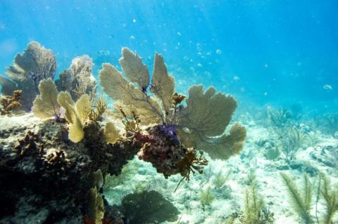 Die seit Monaten anhaltende Korallenbleiche in vielen Weltregionen hat sich nach Angaben von US-Experten nochmals deutlich ausgedehnt.