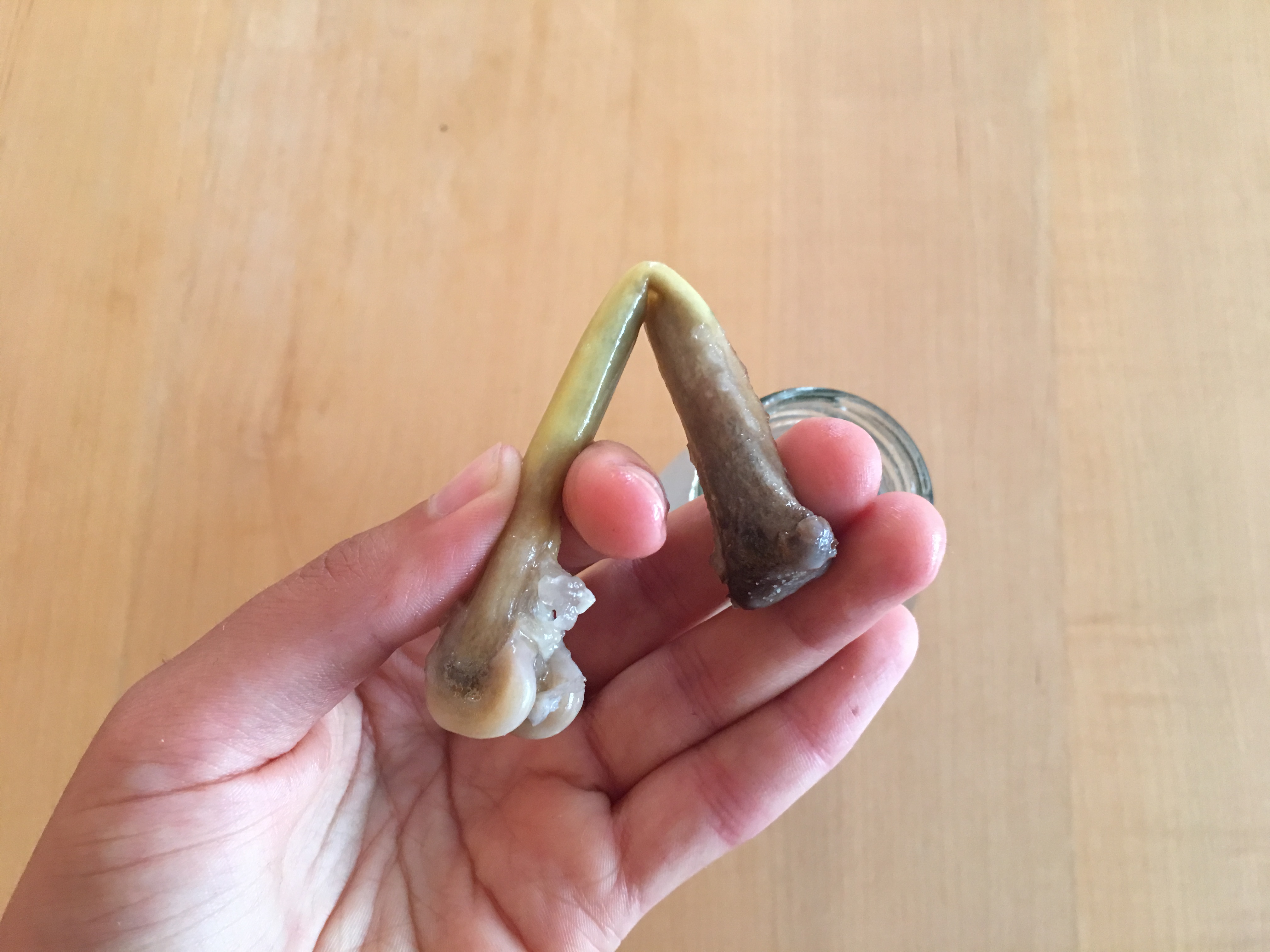 g. Versuche den Knochen zu biegen oder zu zerbrechen.