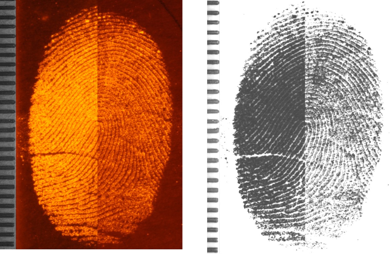 Mit Indandion erkennbar gemachte Fingerspuren.
