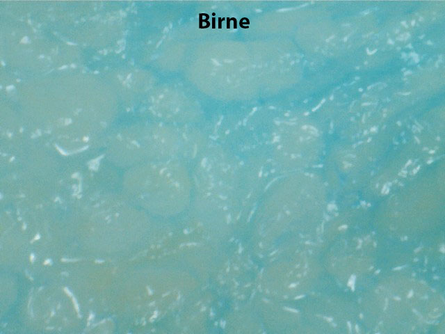 Mikroskop_Birne