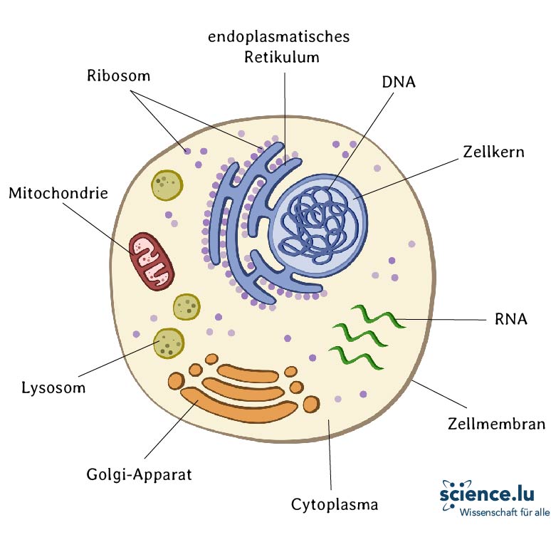 Schema_Zelle