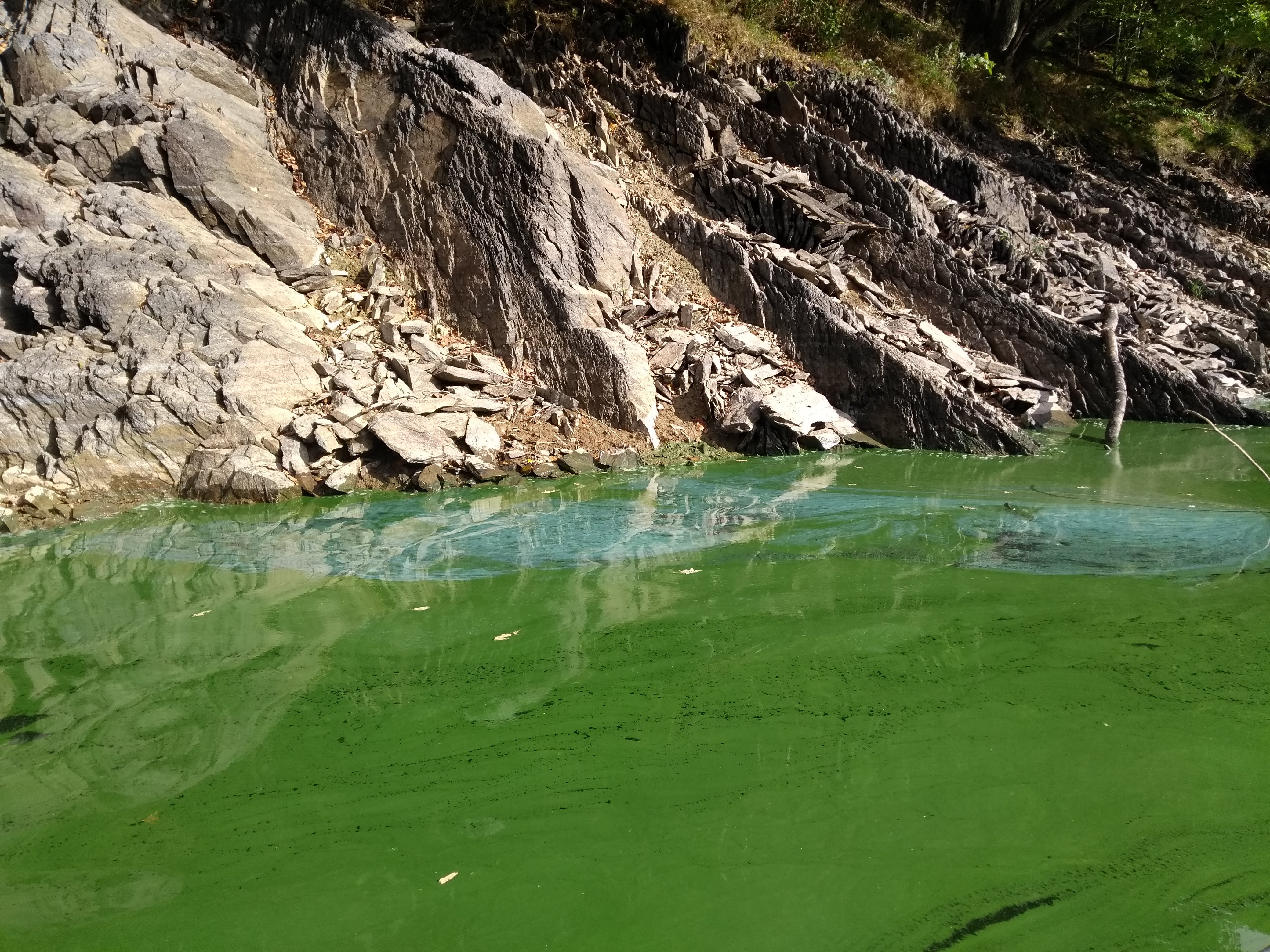 Les algues bleues peuvent être nocives pour les humains