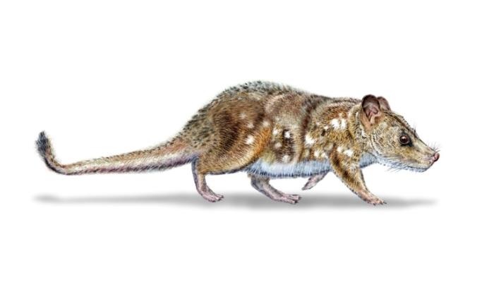 Illustration de Mauricio Alvarez et obtenue auprès de l'Université du Chili le 11 août 2025, représentant un Yeutherium pressor, un petit mammifère de la taille d'une souris qui a côtoyé les dinosaures