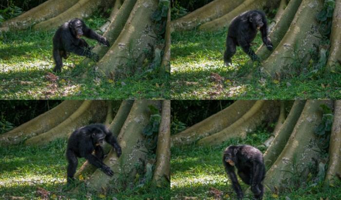 Montage photos non datées et publiées par l’université de St Andrews, le 6 septembre 2022, montrant un chimpanzé tambourinant sur un arbre dans la forêt de Budongo, en Ouganda
