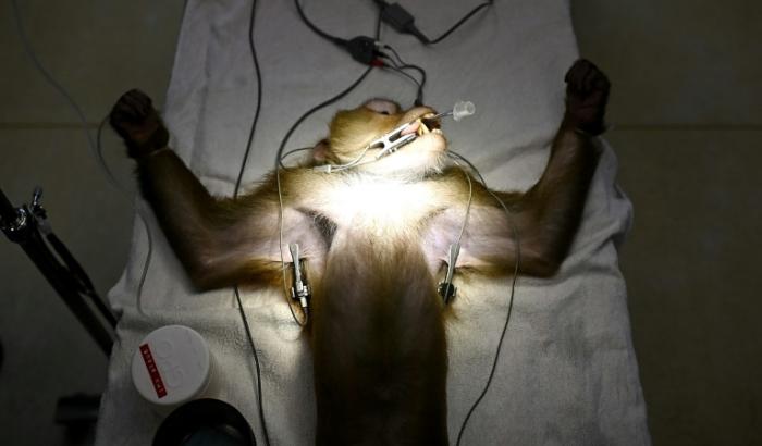 Un macaque est préparé à subir une vasectomie à l'hôpital de la Fondation des amis de la faune sauvage de Thaïlande à Petchaburi en Thaïlande le 9 juillet 2025