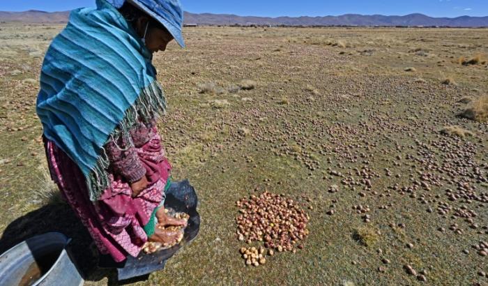 Un paysan dans un champs de pommes de terre à Machacamarca, en Bolivie, le 30 juin 2021