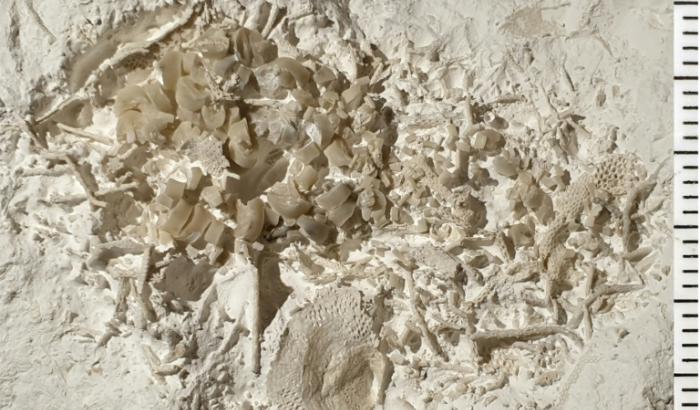 Photo prise le 10 juin 2024 et publiée le 27 janvier 2025 par le musée danois du Sjaelland oriental. Cette photo montre un morceau de vomi fossilisé vieux de 66 millions d'années et composé d'au moins deux espèces différentes de lis de mer mangées par un poisson