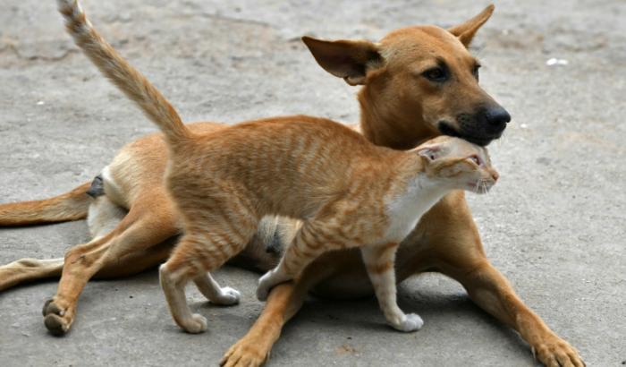 Traiter son chat ou son lapin avec un produit antiparasitaire destiné aux chiens peut avoir des effets indésirables graves, voire mortels, avertit l'Anses