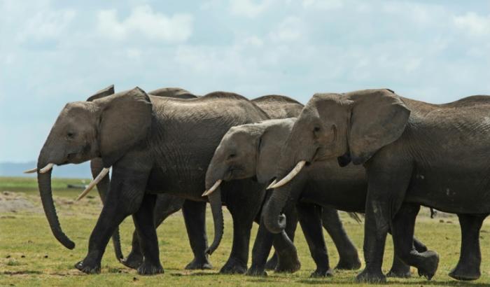 Les éléphants s'appellent entre eux avec l'équivalent d'un nom propre à chaque individu, selon une étude basée sur l'observation de deux troupeaux sauvages au Kenya