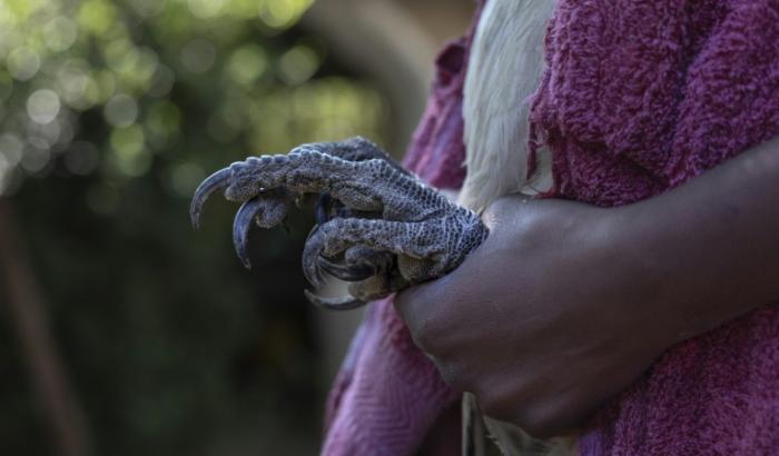 La serre d'un vautour à dis blanc au Soysambu Raptor Centre, l'un des centres vétérinaires et de réhabilitation du Kenya Bird of Prey Trust, à Nakuru, au Kénya le 18 avril 2024