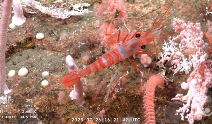 Capture d'écran d'une vidéo publiée par l'Institut océanographique Schmidt et enregistrée par le ROV SuBastian, dans laquelle on peut voir une crevette à 1.271 mètres de profondeur dans le canyon de Mar del Plata, dans la mer Argentine, le 26 juillet 2025