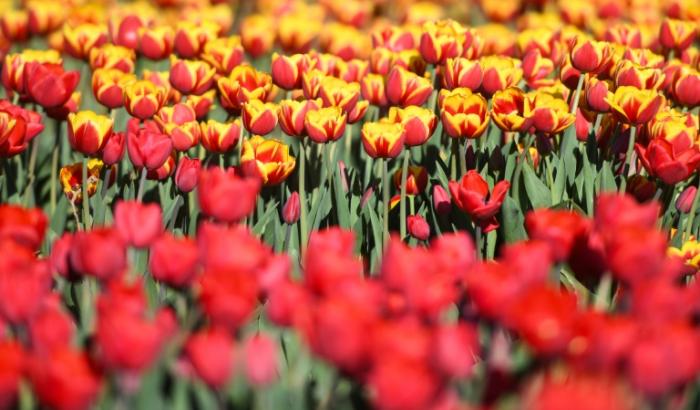 De grandes quantités d'antifongiques ont été épandues dans les champs de tulipes aux Pays-Bas