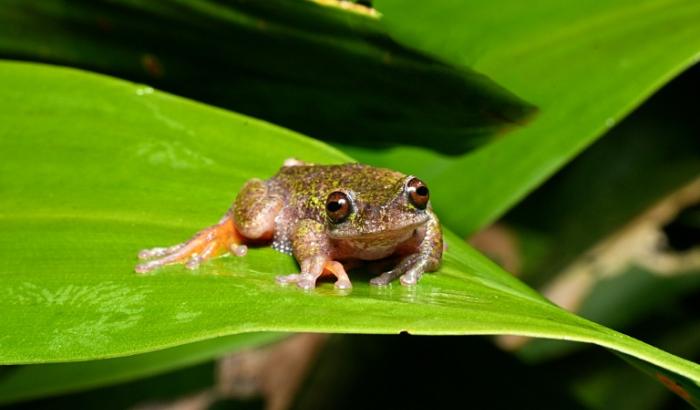 Un spécimen d'une nouvelle espèce de grenouille découverte au Costa Rica, connue sous le nom de "grenouille des sources" (Isthmohyla nacientes), à San José, le 6 août 2026