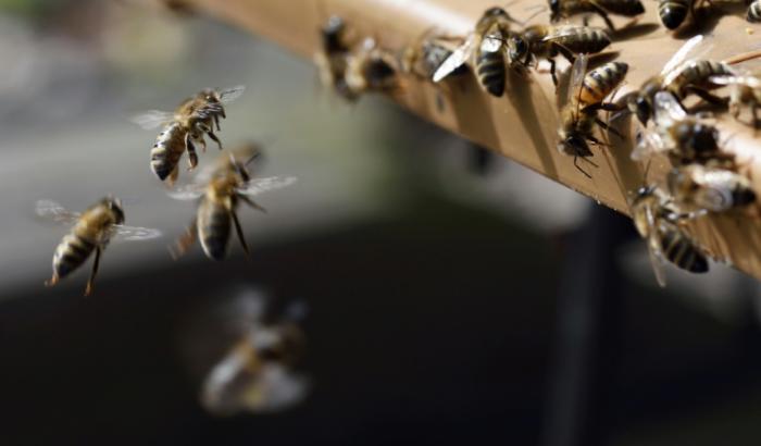 Après avoir été exposées à un pesticide, les abeilles sont marquées individuellement d'une puce