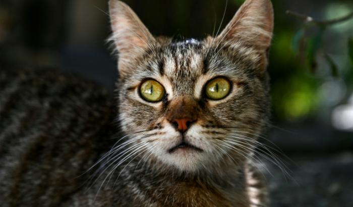 Les chats pourraient nous aider à mieux comprendre et peut-être même mieux soigner certains de nos cancers, dont celui du sein, selon un groupe de chercheurs internationaux