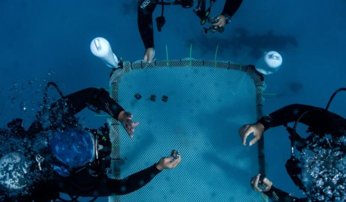 Des chercheurs installent dans les eaux de la méditerranée une pépinière flottante de corail, au large d'Ayia Napa, dans le sud-est de l'île de Chypre, le 20 juin 2024