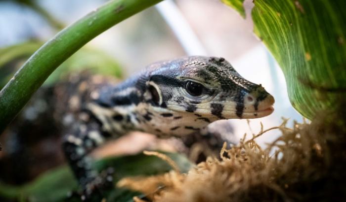 Un bébé varan malais, quelques jours après sa naissance, le 28 janvier 2022 au parc zoologique de Padirac, dans le Lot