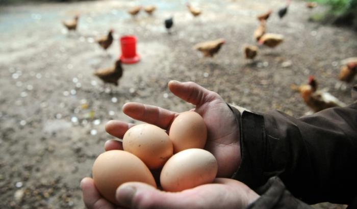 Mit Hilfe einer neuen Methode können Forschende eigenen Angaben zufolge zukünftig nachweisen, ob ein Ei von ökologisch gehaltenen Legehennen stammt. Dafür untersuchten die Wissenschaftler 4500 Eiproben