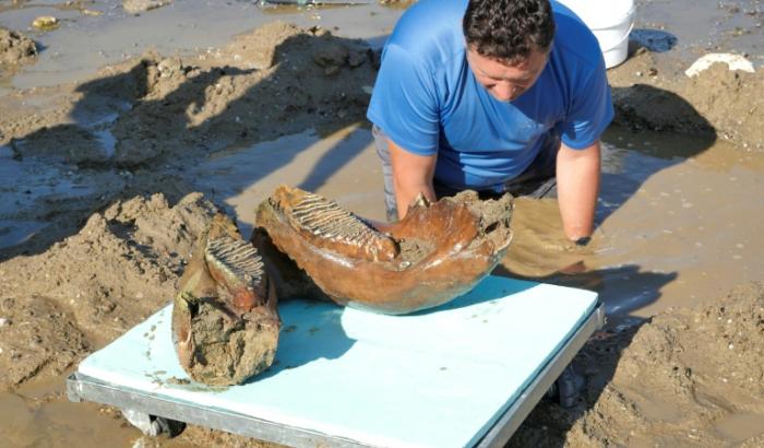 Die extrem niedrigen Pegelstände in der Donau haben in Bulgarien einen Kieferknochen und Teile der Stoßzähne eines Mammuts freigelgt. Die Knochenteile gehörten laut Experten "sehr wahrscheinlich" einem Mammut der Eiszeit.