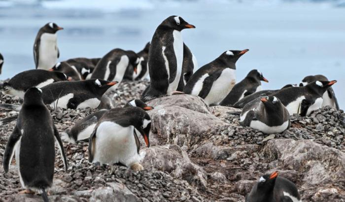 Des manchots papous dans la baie du Paradis du détroit de Gerlache, qui sépare l'archipel Palmer de la péninsule antarctique, le 20 janvier 2024