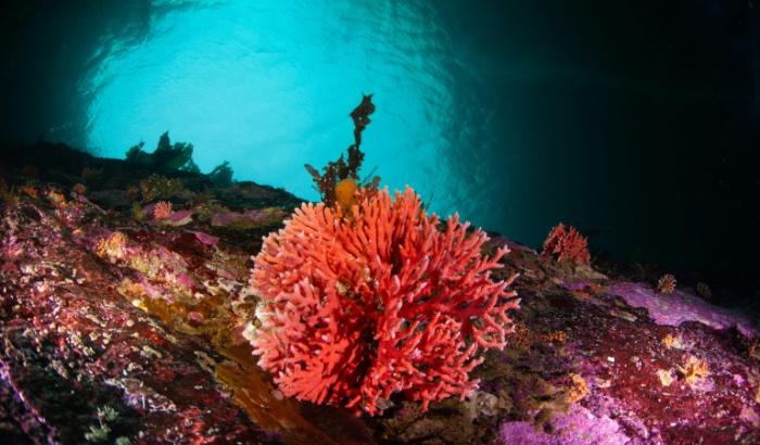 Photo diffusée par l'organisation Rewilding Chile le 6 juin 2024 d'un corail rouge Errina Antarctica observé dans le détroit de Magellan, au Chili, le 28 août 2023