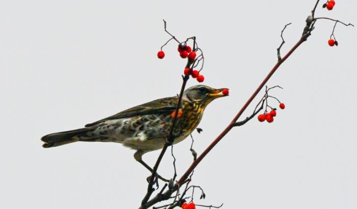 Anders als Säugetiere ernähren sich Vögel häufig von sauren Früchten. Diese Toleranz entstand durch evolutionäre Veränderungen im Rezeptor für sauren Geschmack, was Vögeln vermutlich bei der Anpassung an verschiedene ökologische Nischen half.