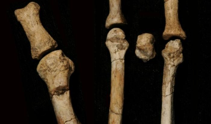 Photo non datée, diffusée par l'Institut des origines humaines de l'Université d'État de l'Arizona, montrant le pied de Burtele, qui reste un mystère depuis sa découverte dans la région Afar en Éthiopie en 2009, avec ses différents éléments en position anatomique