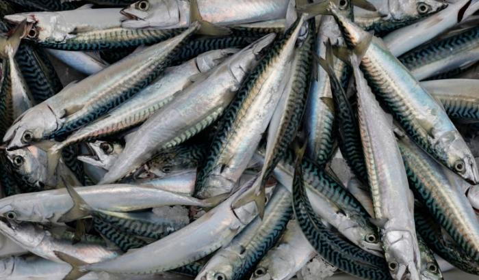 Des maquereaux issus de la pêche à Brest, le 11 décembre 2025