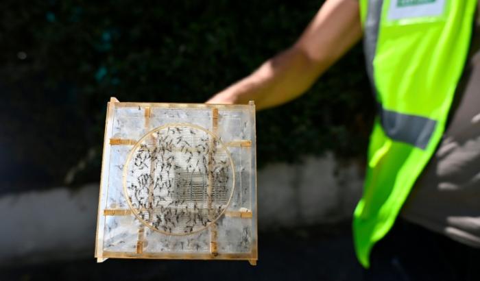 Un employé de Terratis relâche des mâles moustiques tigres stériles à Montpellier, dans l'Hérault le 5 juin 2026
