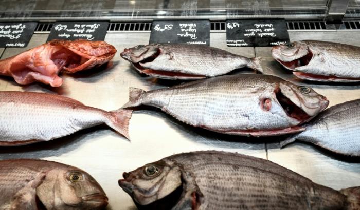 La biomasse de poissons pourrait être réduite d'un quart dans les eaux françaises d'ici à la fin du siècle sous l'effet du réchauffement climatique