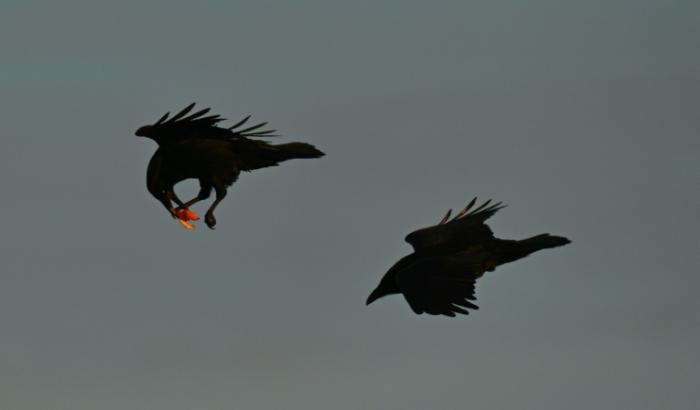 Deux corbeaux dont un transportant de la nourriture, près de Nuuk au Groenland, le 28 janvier 2026
