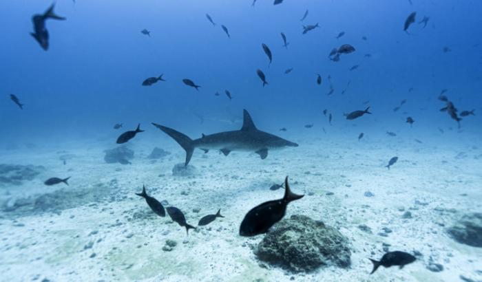 Un requin-marteau dans l'archipel des Galápagos, en Équateur, le 8 mars 2024