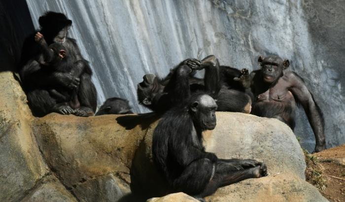 Des chimpanzés dans leur enclos au zoo de Los Angeles en Californie, en 2016