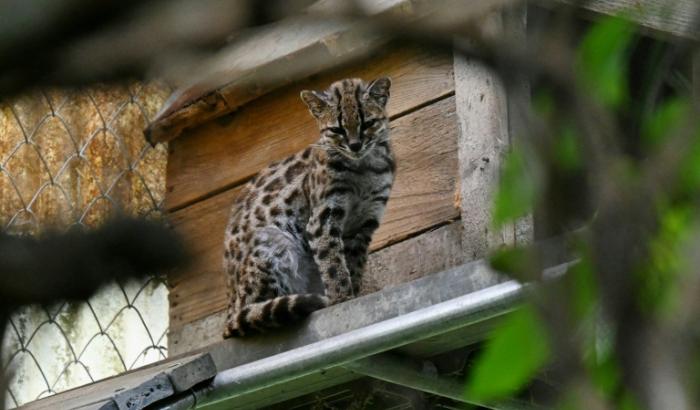 Un chat tigre Tilcayo (Leopardus tilcayo) au sanctuaire de la faune sauvage de Senda Verde, en Bolivie, le 22 septembre 2026