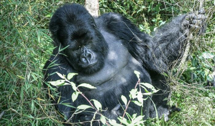 Un gorille des montagnes, au Parc national des Volcans au Rwanda, le 29 octobre 2021