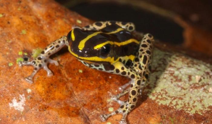 Une grenouille Ranitomeya hwata est présentée le 6 octobre 2025 par le musée de la biodiversité du Pérou