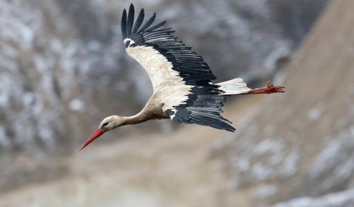 Une cigogne blanche en Alsace le 14 février 2025