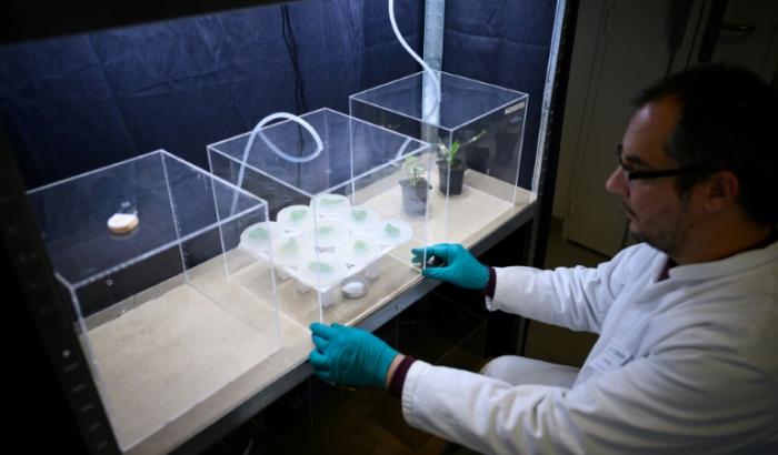 Un technicien de laboratoire étudie le comportement de pucerons face à différentes odeurs pour développer une alternative à la lutte contre les insectes nuisibles et les pucerons, dans le laboratoire Agriodor à Rennes, le 16 mai 2025
