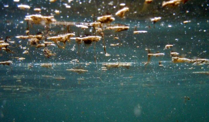 au Pays basque, la microalgue toxique ostreopsis ovata fait l'objet d'un programme de recherche transfrontalier