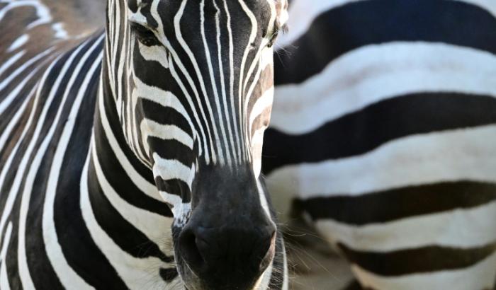 Forschende der Universität Stuttgart haben einen neuen KI-Algorithmus zur Fellmustererkennung bei Wildtieren wie Giraffen und Zebras entwickelt. Er kann Aufnahmen aus Drohnen und Tierkameras analysieren und Individuen schnell identifizieren.