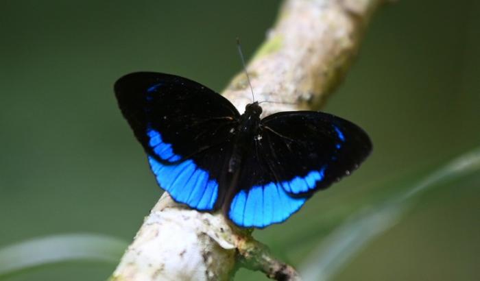 L'étude a constaté que la capacité de charge des papillons variait singulièrement entre espèces