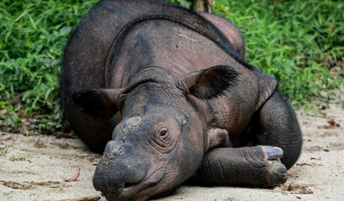 Indra, rhinocéros de Sumatra, dont les rhinocéros de Bornéo sont une sous-espèce, au parc national Way Kambas, en Indonésie, le 16 février 2025