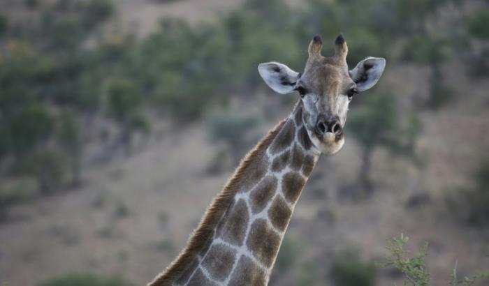 Une girafe dans une réserve près de Winhoek, en Namibie, le 15 mai 2015