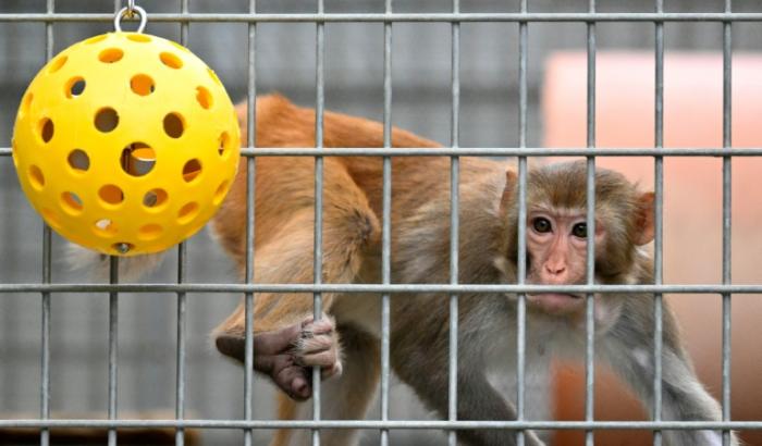 Un macaque rhésus dans le centre de primatologie du CNRS le 6 novembre 2025, à Rousset dans les Bouches-du-Rhône