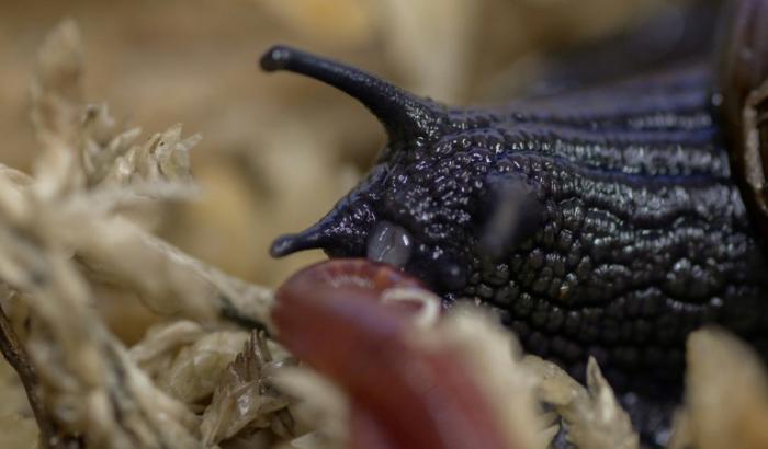 Photo du 18 septembre 2024 et publiée par le ministère de la Conservation de Nouvelle-Zélande le 8 mai 2025 montrant un escargot du mont Augustus pondant un œuf par le cou à Hokitika, en Nouvelle-Zélande