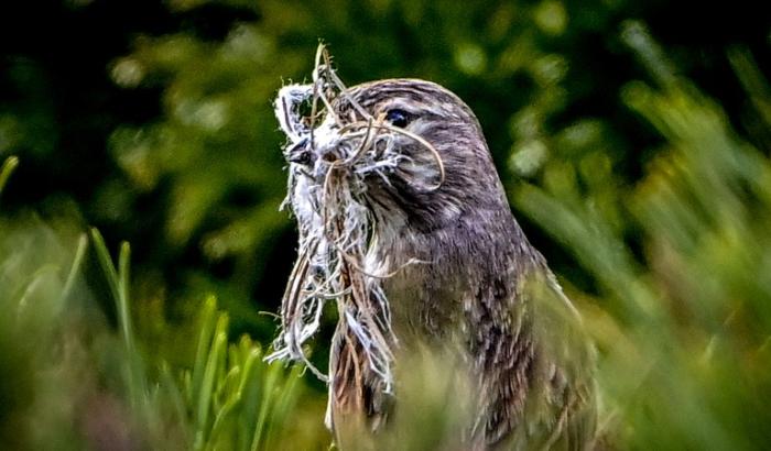 Nachtigallmännchen passen ihren Gesang blitzschnell an den von Rivalen an. Das fanden Forschende aus Deutschland und Österreich heraus. Die entsprechenden Hirnprozesse sind hochkomplex.