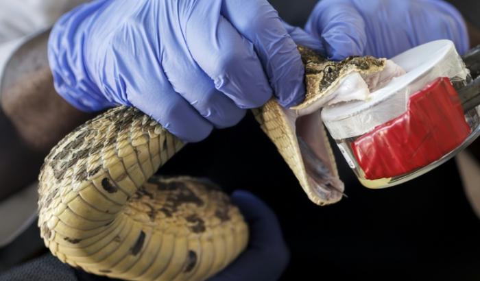 La méthode de fabrication de l'antivenin n'a guère changé en 125 ans: des petites doses du venin tiré des serpents sont injectées à des chevaux ou des moutons, qui produisent alors des anticorps pouvant être utilisés comme antivenin