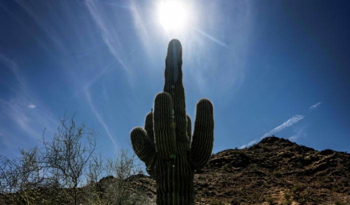 Le soleil brille au-dessus d'un cactus saguaro à Phoenix, lors d'une journée de fortes chaleurs, le 7 juin 2024 en Arizona