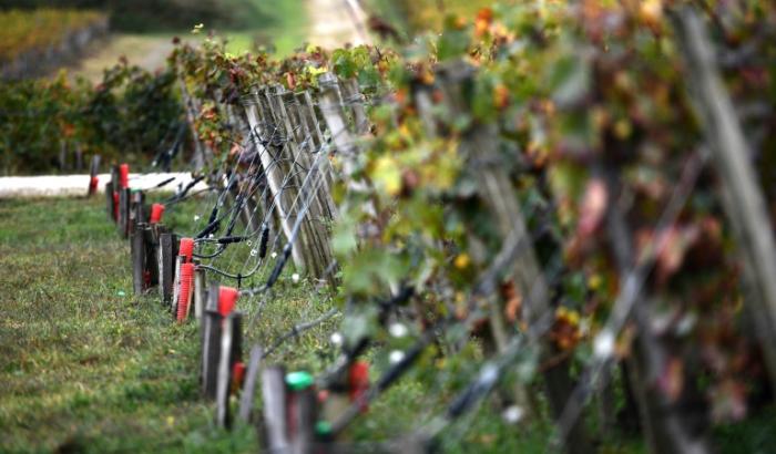 Des câbles électriques chauffants dans les rangées de vignes du Château La Tour Carnet, le 19 octobre 2023 à Saint-Laurent-Médoc, en Gironde