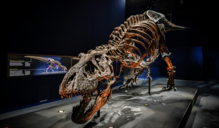 Le squelette d'un dinosaure Tyrannosaurus Rex exposé au Muséum national d'histoire naturelle du Jardin des Plantes à Paris, le 1er juin 2018